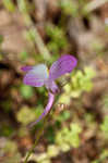 Moroccan toadflax